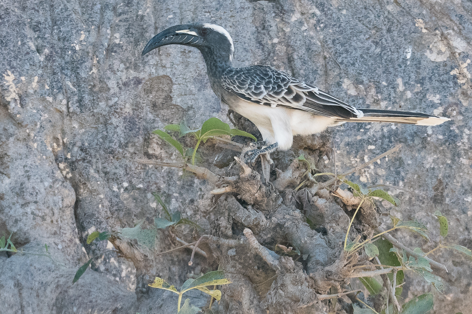 Calao à bec noir (African grey Hornbill, Lophoceros nasutus), mâle adulte, Sénégal.